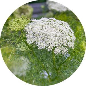 ammi-visnaga | ZIEGLER